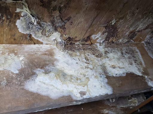 white mold in a crawl space